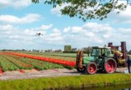 Drone boven bollenveld